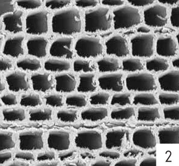 목분의 벌집구조02